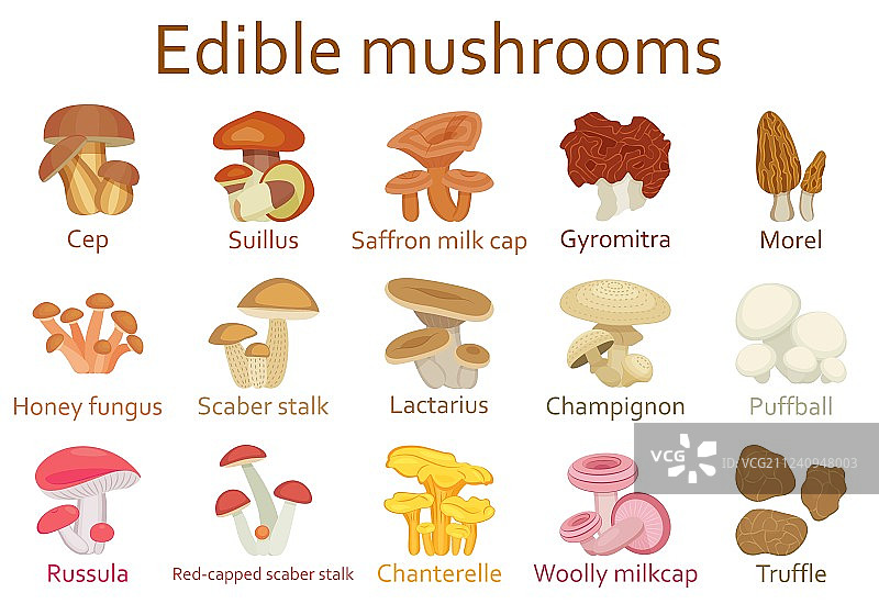 食用蘑菇扁平图标集图片素材