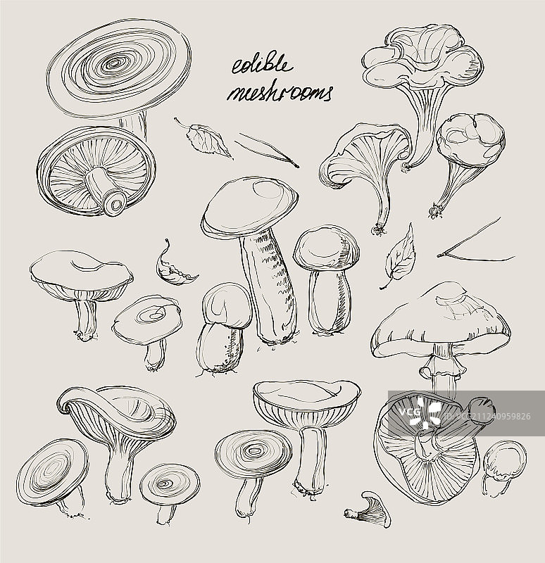 手绘蘑菇合集图片素材