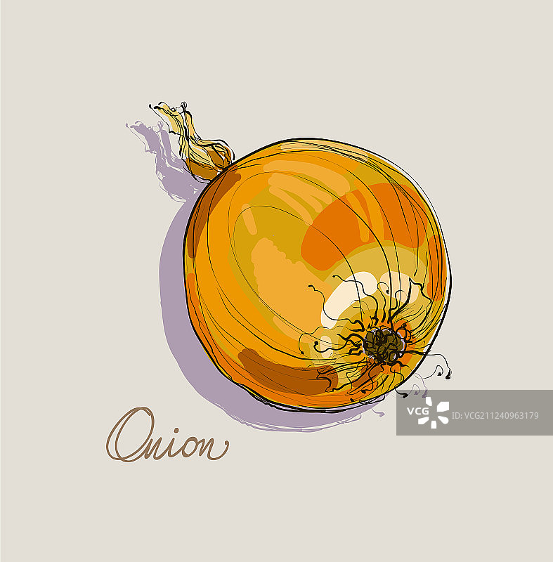 手绘逼真洋葱图片素材