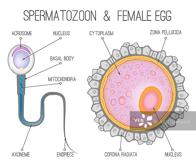 母鸡蛋结构图片素材