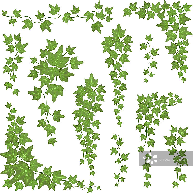 悬挂树枝墙上的常春藤绿叶图片素材