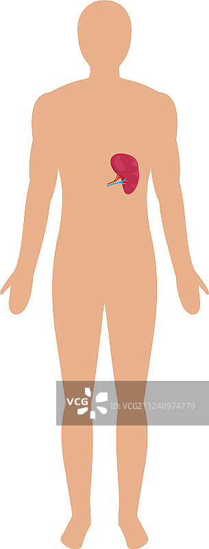 人体脾脏图标扁平风格图片素材