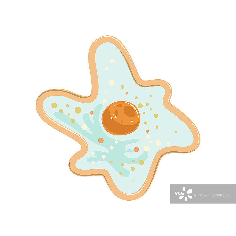 具有单一细胞核的变形虫图片素材