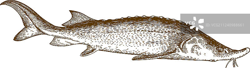 鲟鱼雕刻图片素材