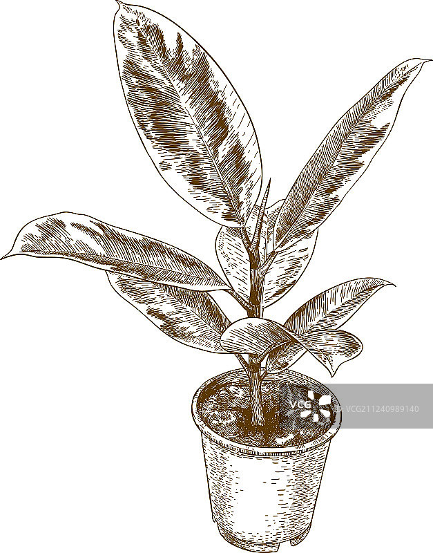 雕刻风格：印度橡胶树绘画图片素材