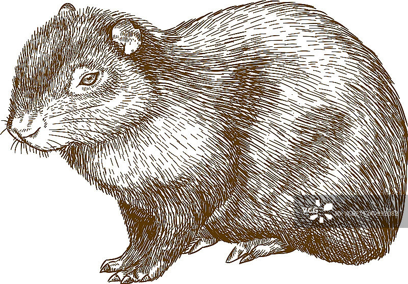 普通刺豚鼠或巴西豚鼠的雕刻画图片素材
