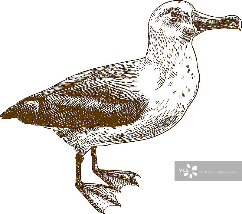 黑眉信天翁雕刻画图片素材