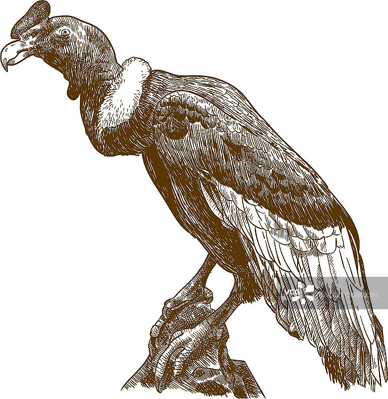 安第斯秃鹰雕刻画图片素材