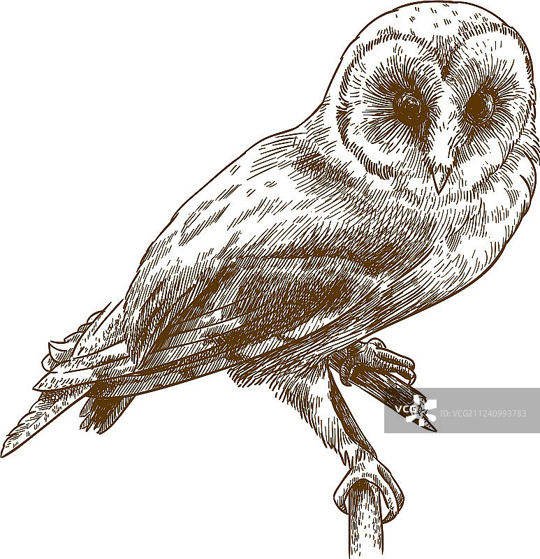 谷仓猫头鹰的雕刻画图片素材