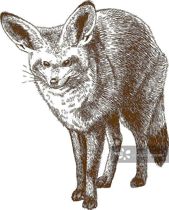 蝙蝠耳廓狐雕刻图图片素材