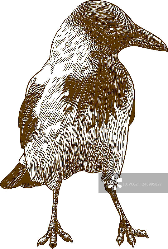 大乌鸦复古雕刻图图片素材