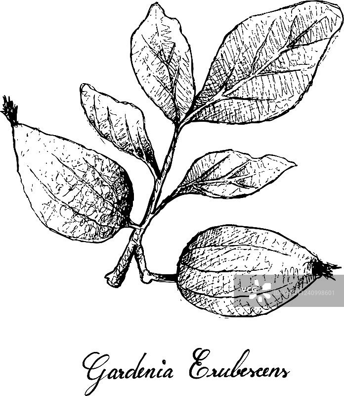 聚花果图片素材