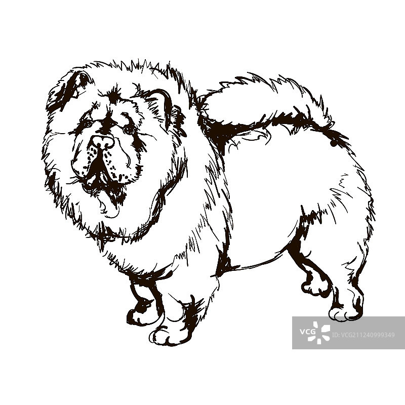 松狮犬图片素材