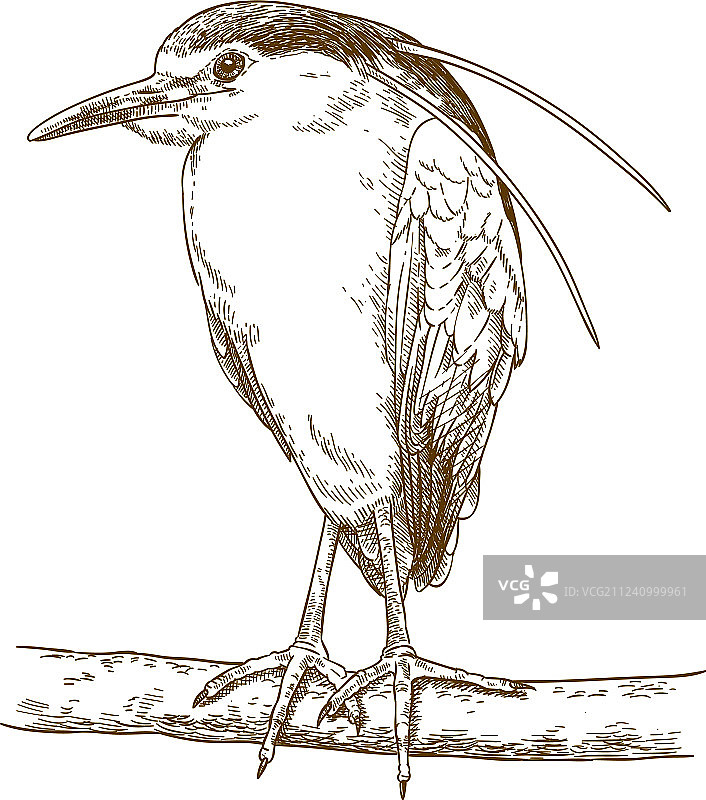 黑冠夜鹭雕刻图案图片素材