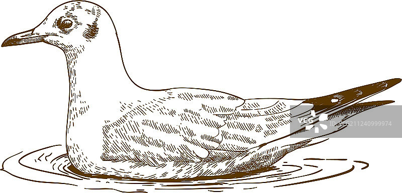 雕刻黑头鸥绘画图片素材