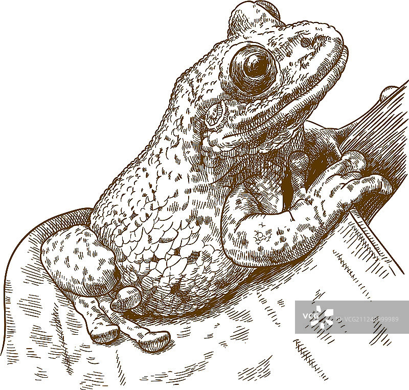 黑斑盔头树蛙雕刻图片素材