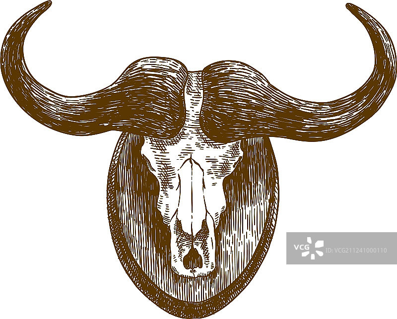 水牛头骨雕刻绘画图片素材