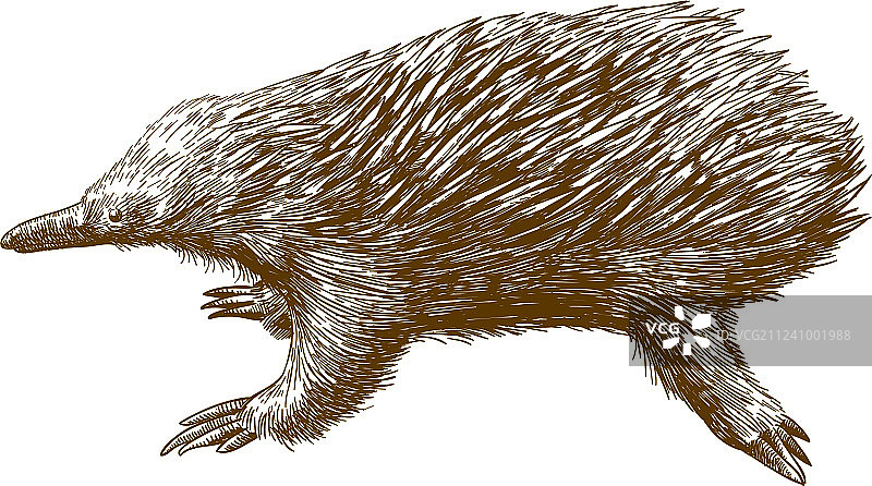 针鼹雕刻画图片素材