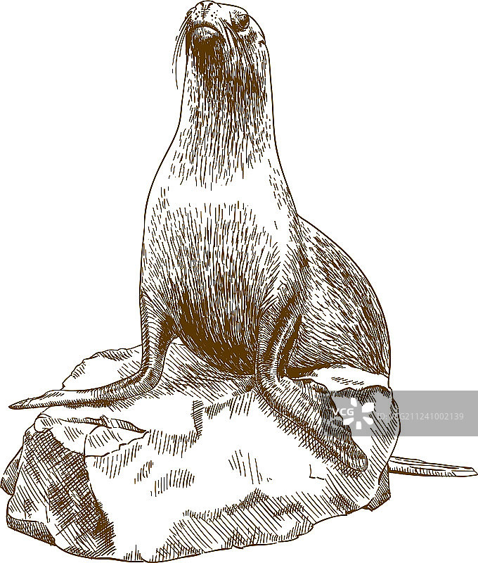 雌性海狮雕刻图图片素材