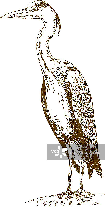 大蓝鹭雕刻图片素材