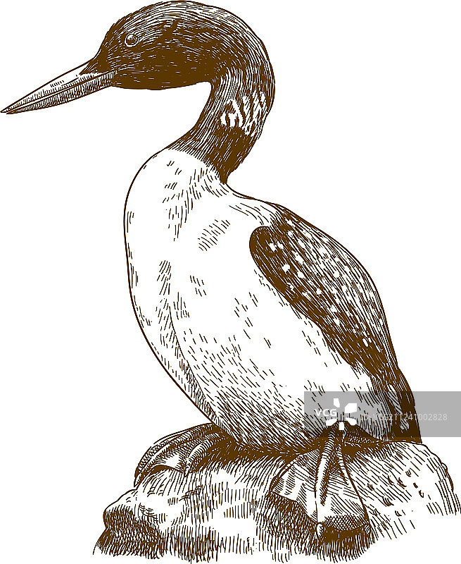 大海雀雕刻画图片素材