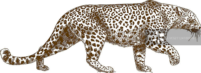 豹纹鹦鹉雕刻画图片素材