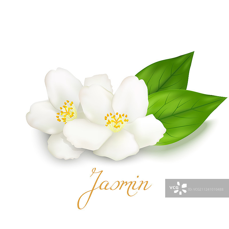茉莉花与叶图片素材
