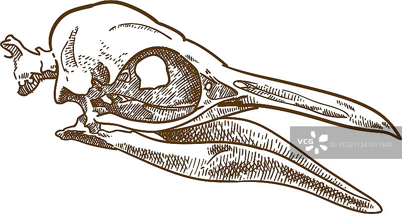 企鹅头骨雕刻图案图片素材