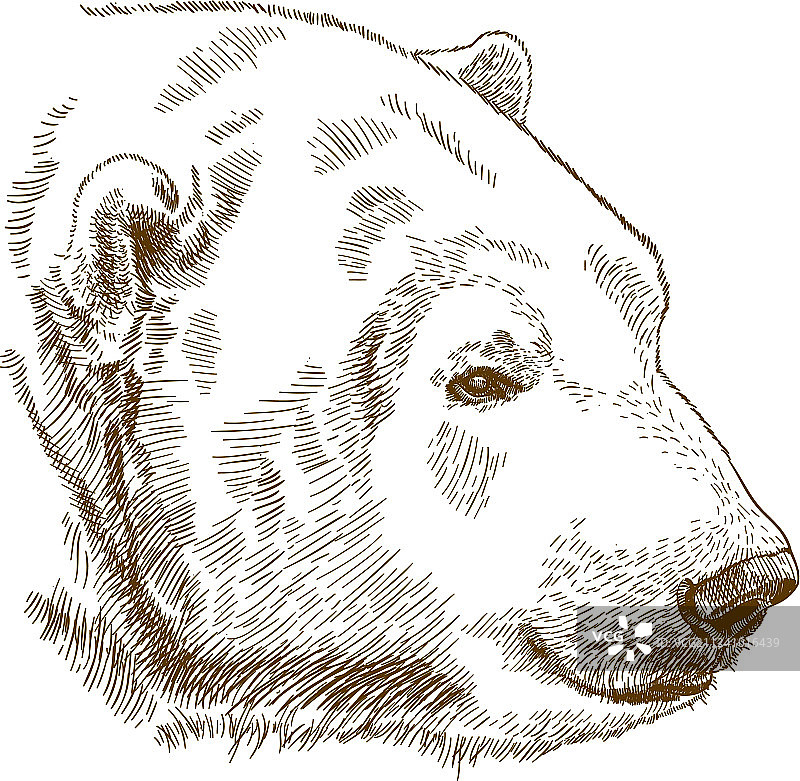 北极熊头像雕刻画图片素材