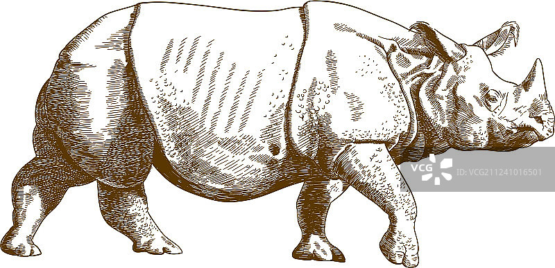雕刻犀牛素描图片素材
