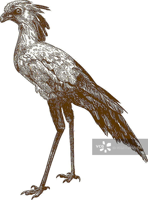 蛇鹫雕刻图案图片素材