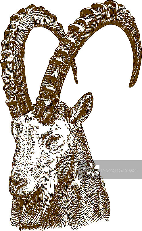 西伯利亚北山羊雕刻画图片素材