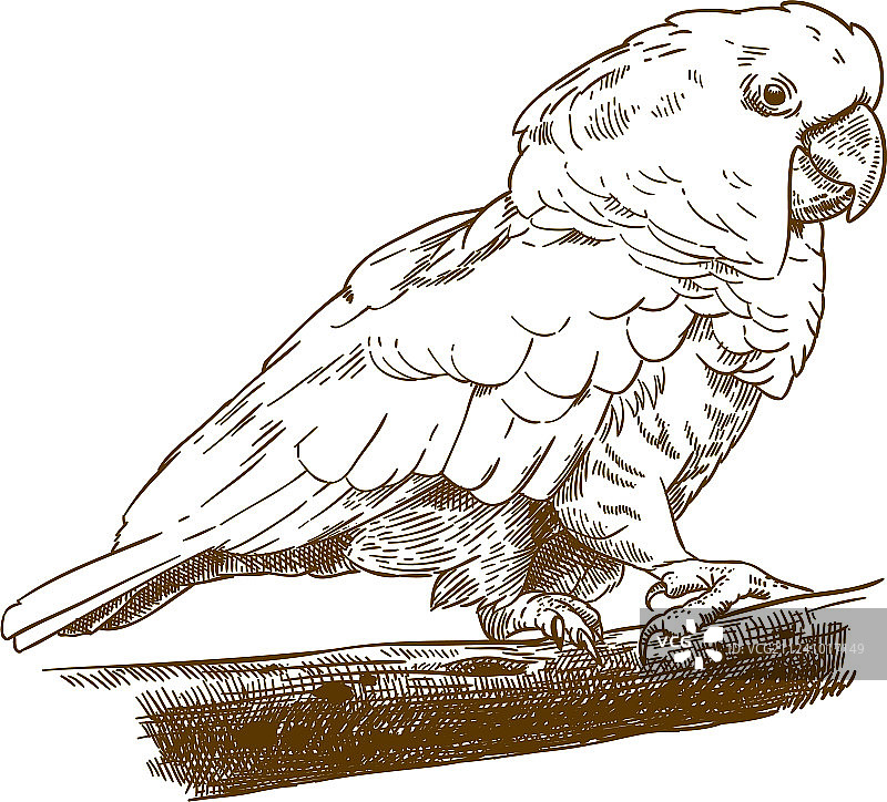 白色凤头鹦鹉雕刻图图片素材