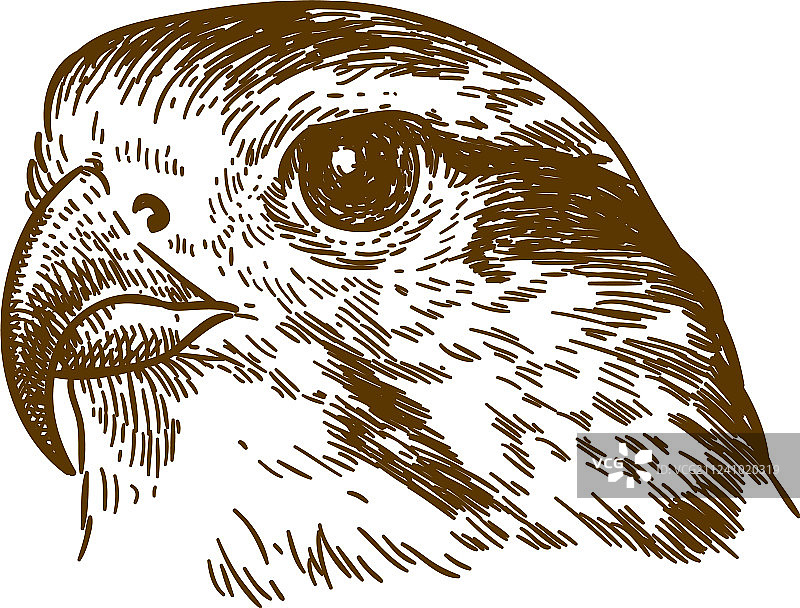 猎鹰头部雕刻画图片素材