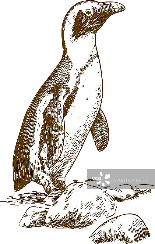 洪堡企鹅蚀刻画图片素材