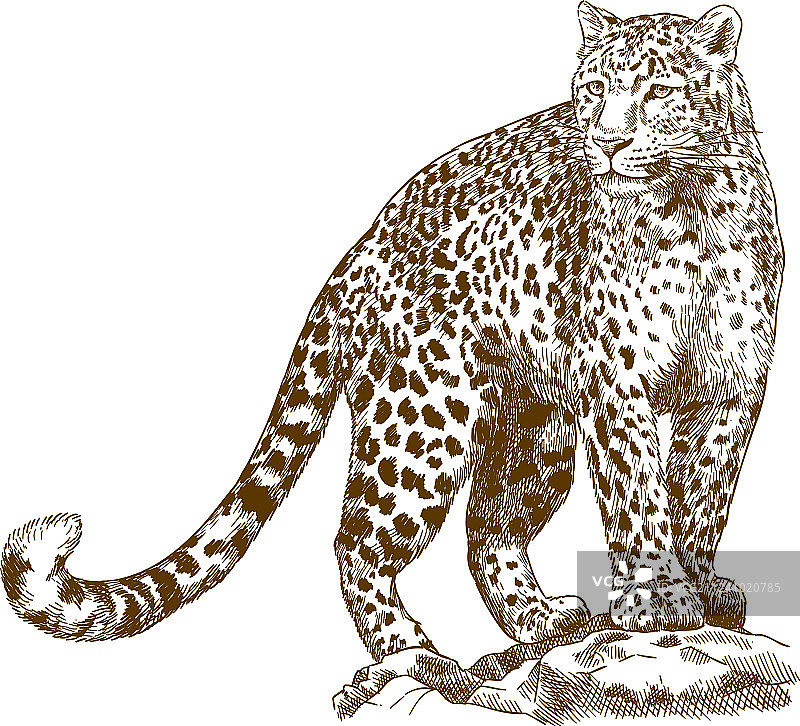 豹子雕刻画图片素材