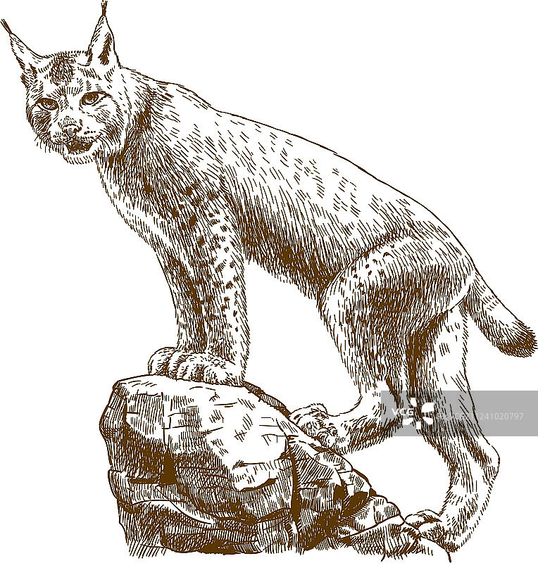 猞猁雕刻图片素材