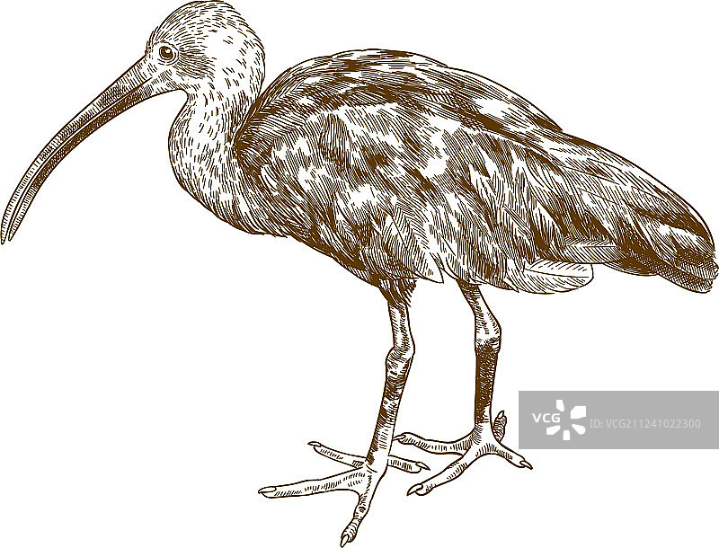 朱鹭雕刻画图片素材