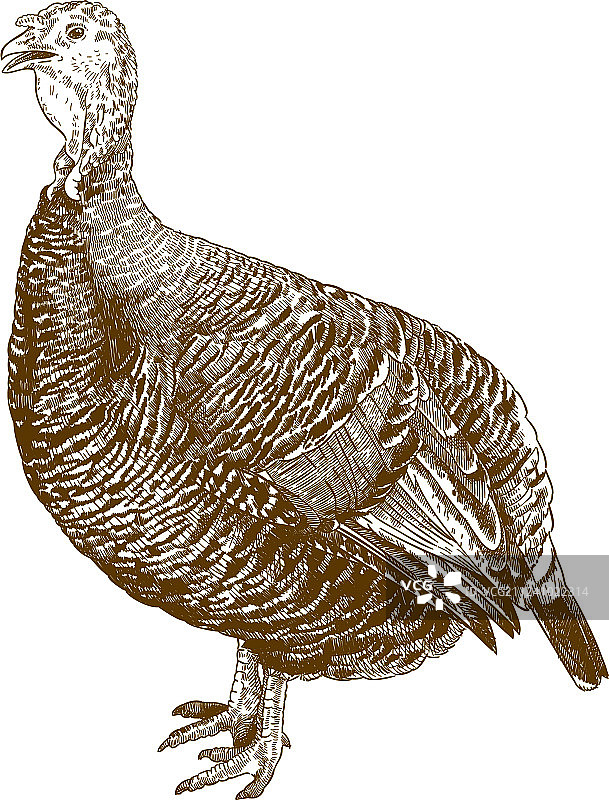 火鸡的雕刻图片素材