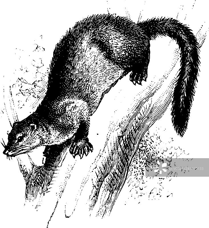 树上的渔貂（复古风格）图片素材