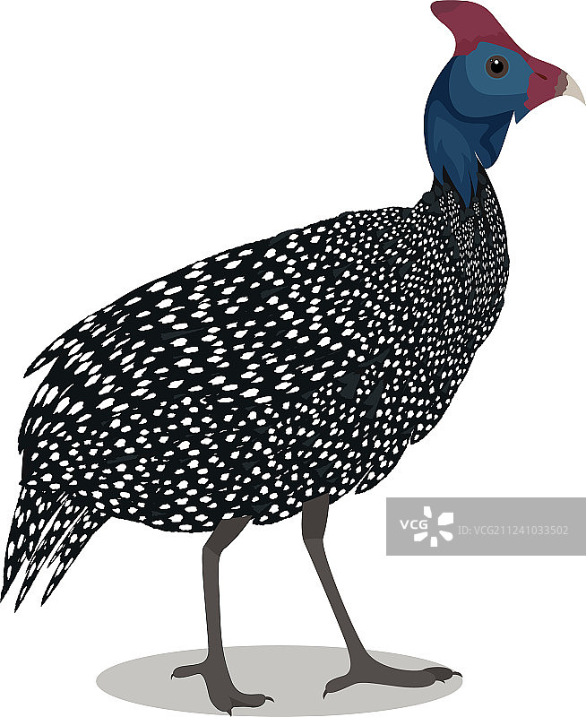 盔形珍珠鸡图片素材