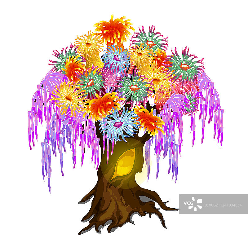 覆盖着腔肠动物软体动物的精美木材图片素材