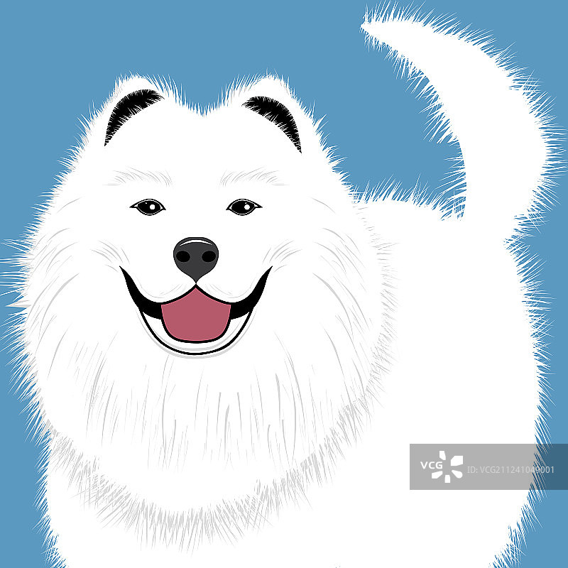 萨摩耶犬幼犬图片素材