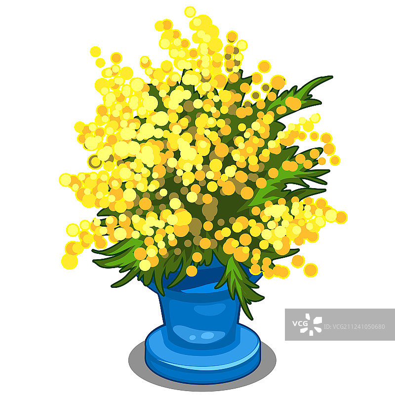 蓝色花瓶中的黄色含羞草花束图片素材