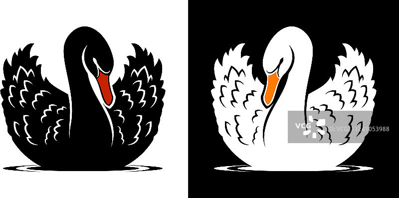 黑天鹅与白天鹅图片素材
