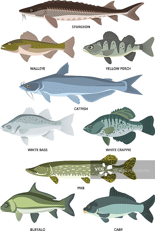 不同种类的淡水鱼合集图片素材
