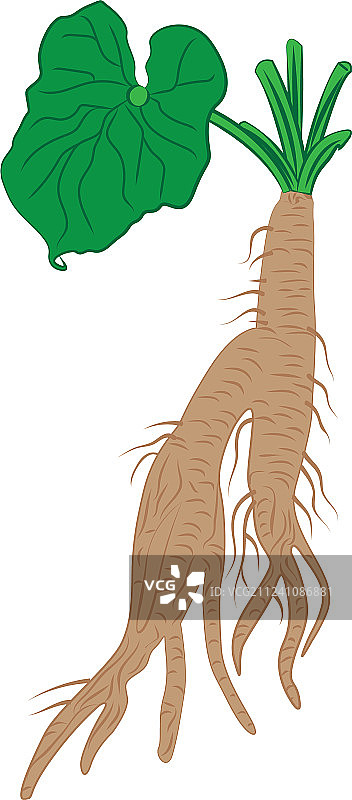 分离的牛蒡根和叶子图片素材