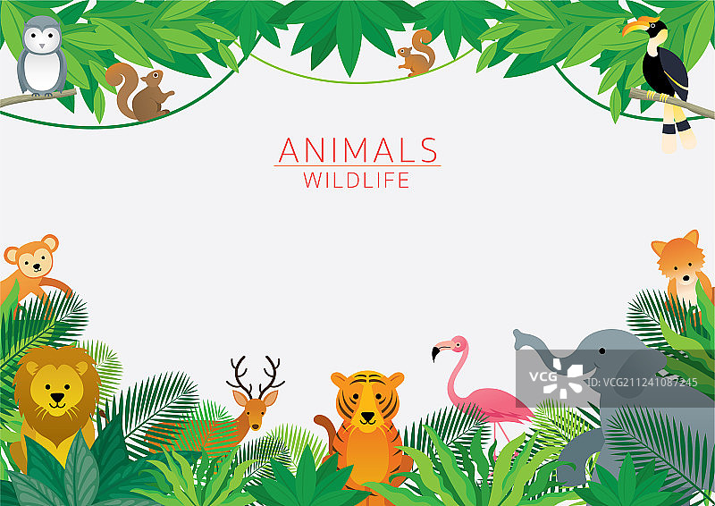丛林野生动物画框图片素材