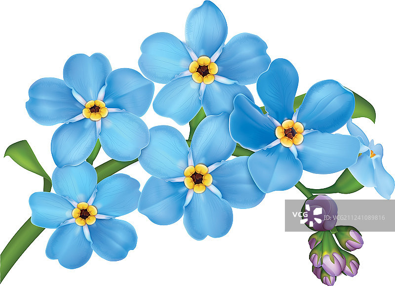 一束蓝色勿忘我花与叶子图片素材