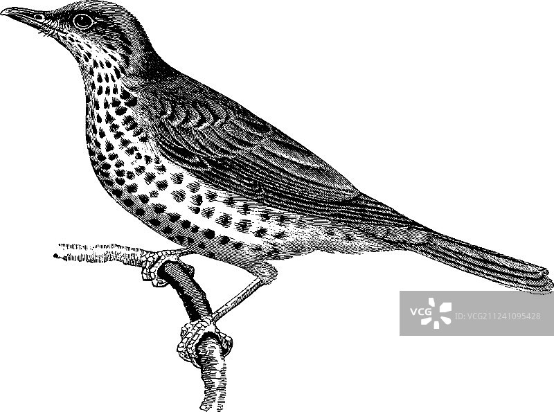 复古槲寄生画眉图片素材